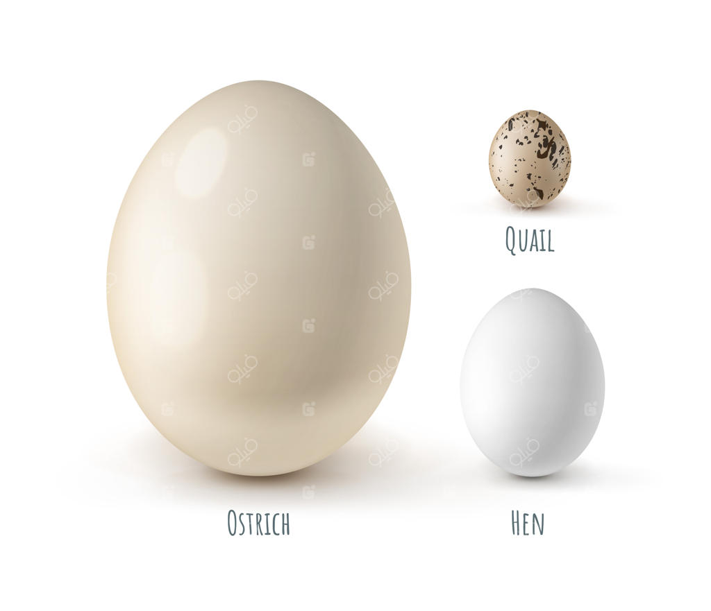 مجموعه‌ای از تخم‌های متنوع، از جمله تخم شترمرغ