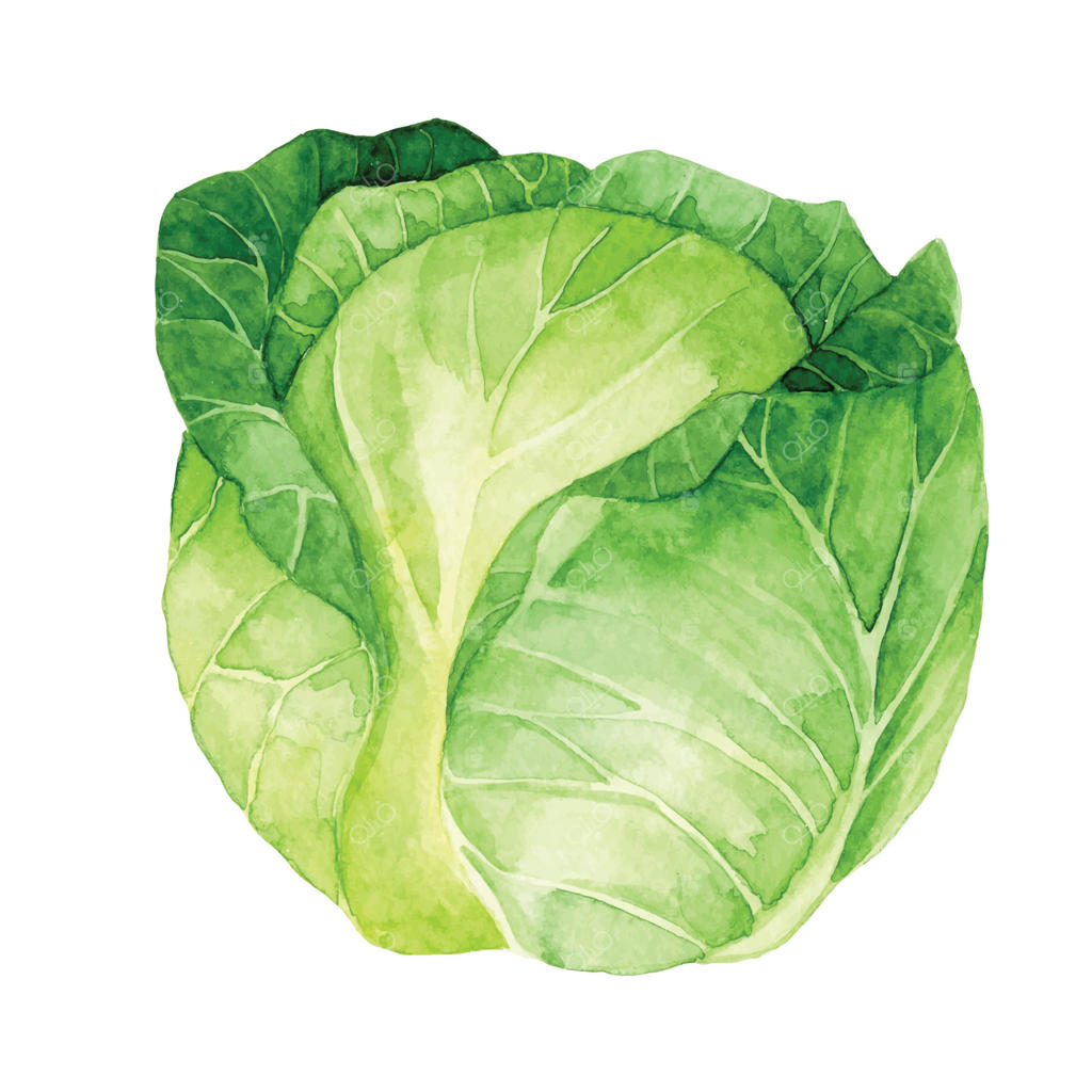 طراحی آبرنگی: کلیپ آرت کلم. تصویرسازی واقع‌گرایانه سبزیجات سبز