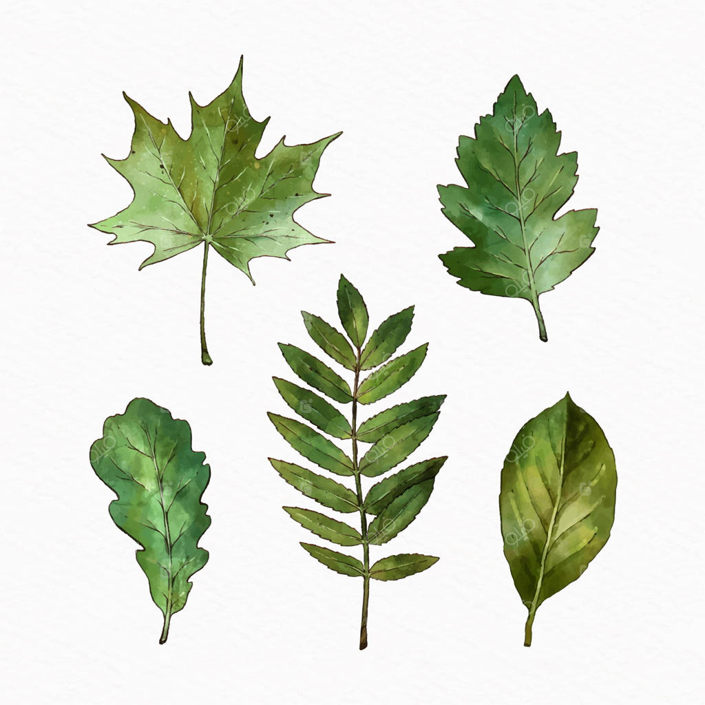مجموعه برگ‌های مختلف نقاشی شده با آبرنگ