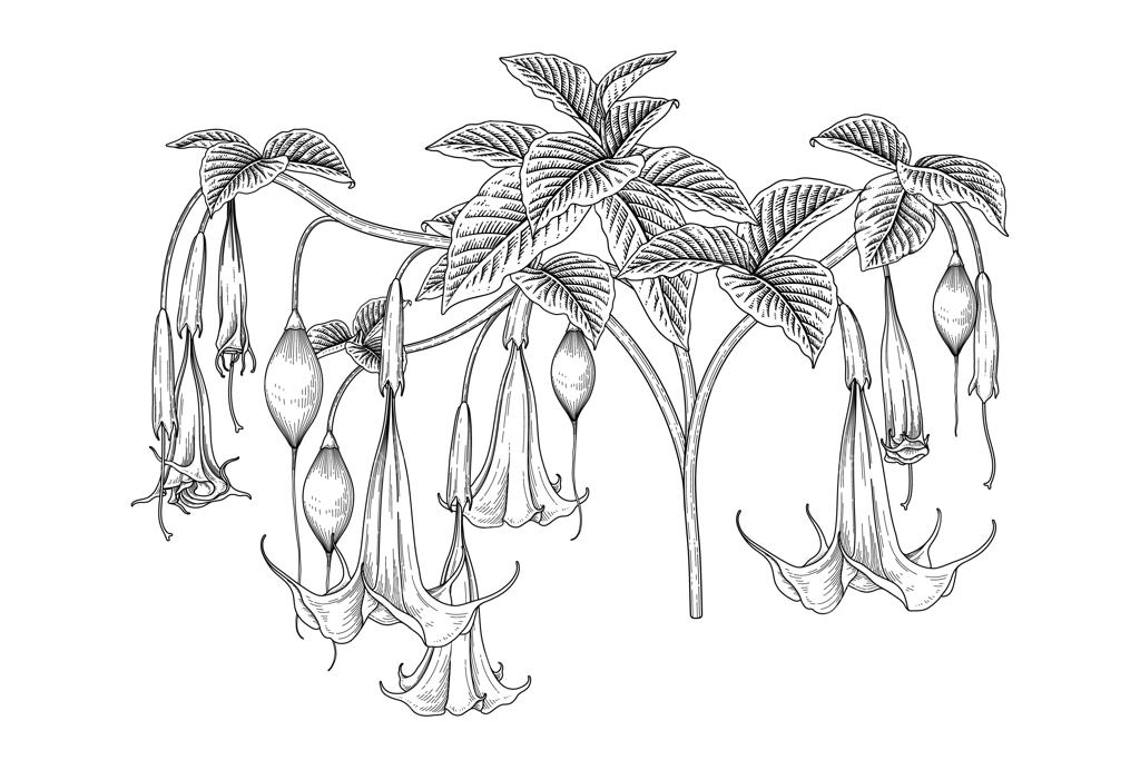 طرح‌های گل شیپوری فرشته (بروگمانسیا)