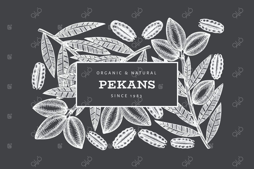 قالب برچسب با طراحی دستی شاخه و مغز گردو.