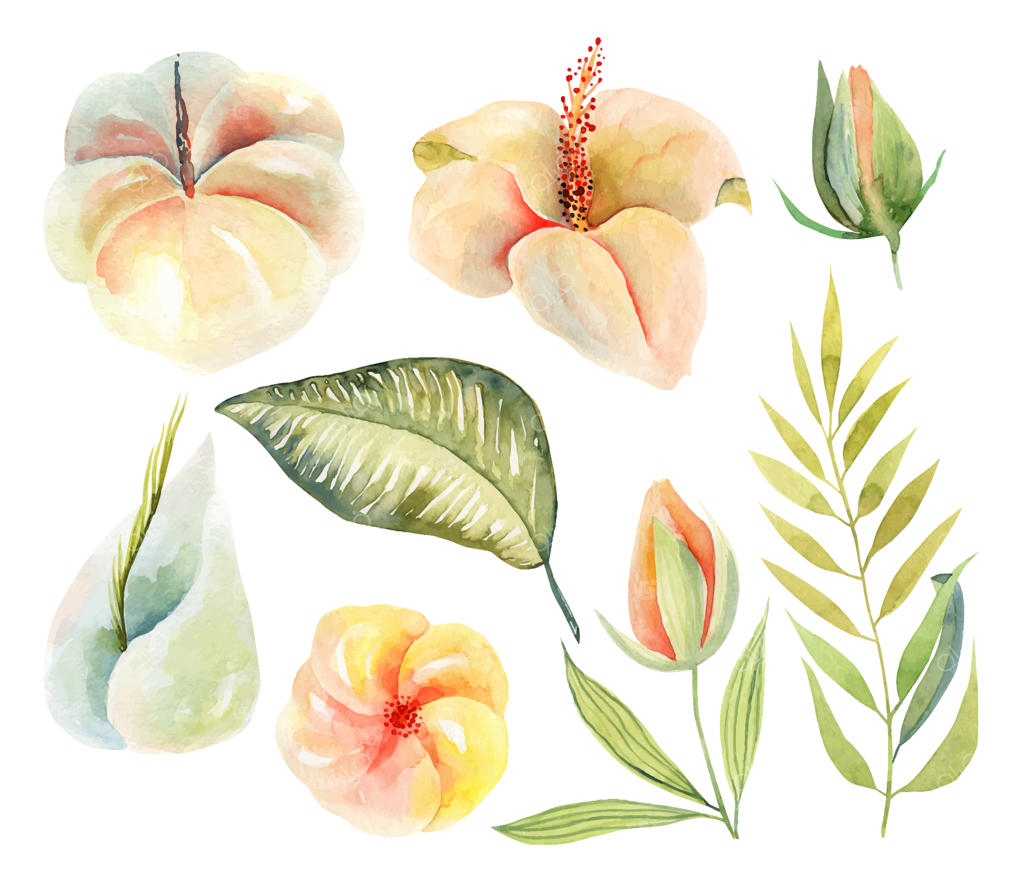 مجموعه‌ای از نقاشی‌های آبرنگی گل‌های هیبیسکوس و گیاهان گرمسیری سبز، نقاشی دستی و ایزوله شده