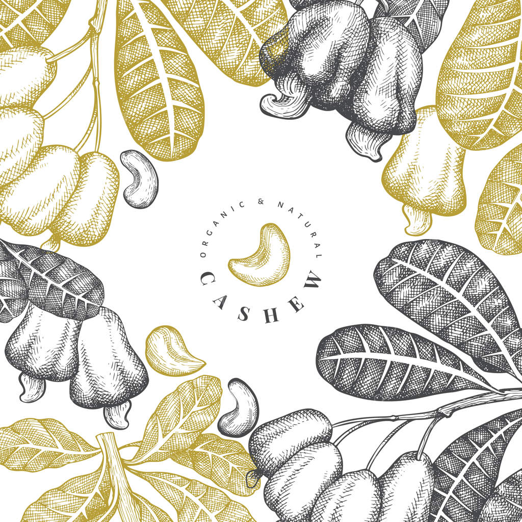 پترن طراحی دستی بادام هندی. تصویرگری مواد غذایی ارگانیک بر پس‌زمینه سفید. تصویرگری آجیل به سبک قدیمی.