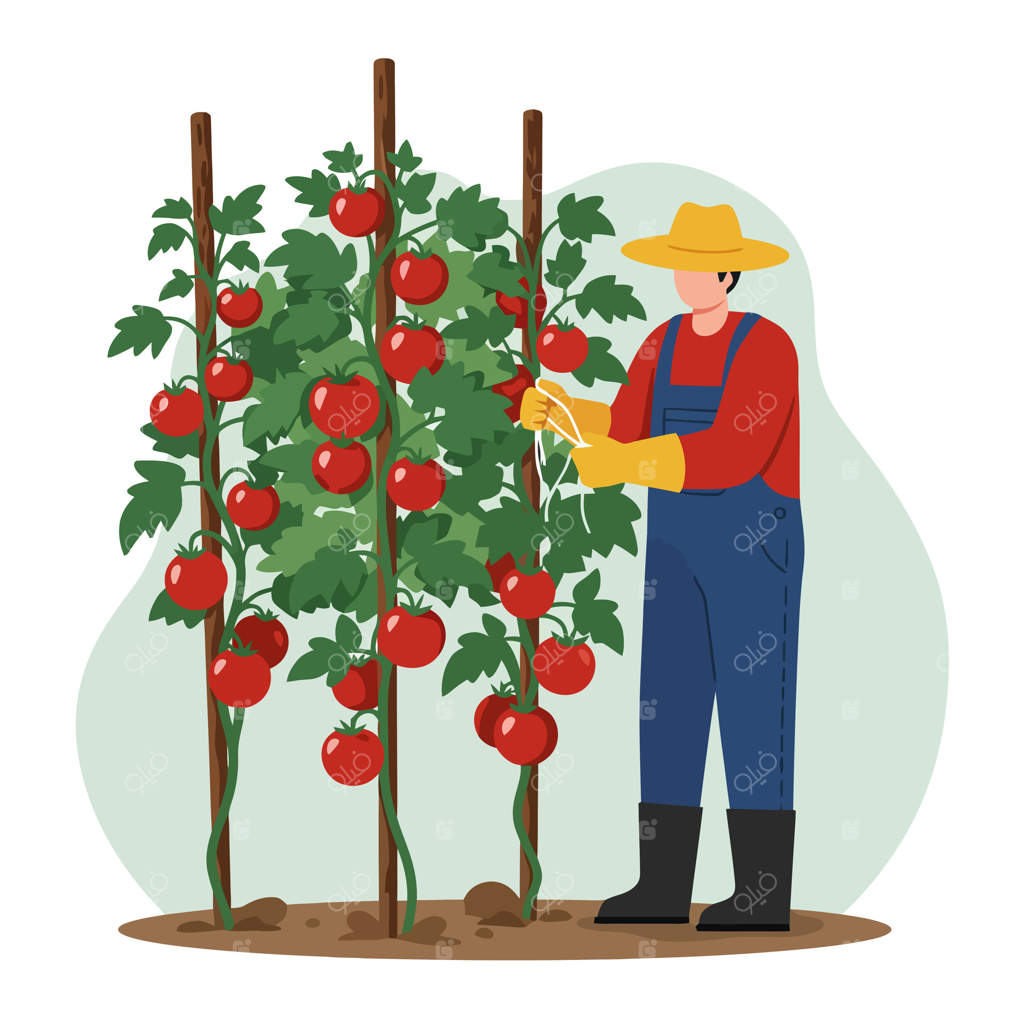 باغبانی که از بوته گوجه فرنگی با داربست در فضای باز مراقبت می‌کند