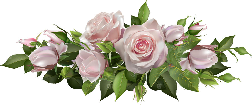 رزهای صورتی شکوفا با برگ‌ها و غنچه‌های سبز، خلق کننده یک آرایش گل زیبا بر زمینه‌ای کاملاً سفید، ایده‌آل برای طراحی‌های رمانتیک و با تم طبیعت