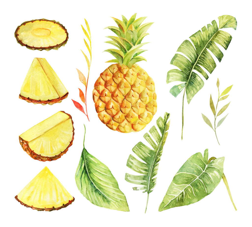 مجموعه‌ای از نقاشی‌های آبرنگی آناناس کامل و برش خورده، به همراه گیاهان و برگ‌های استوایی، دست‌ساز و جداگانه