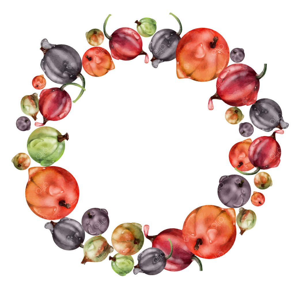 انگور فرنگی قرمز در شبنم آب، توت رسیده باغچه، قاقو و جون‌بری، پزاز، یوستا‌بری به صورت دست‌کشیده با آبرنگ. قاب حلقه‌ای جداگانه. غذای ارگانیک و نوشیدنی، فروشگاه مواد غذایی تازه و اکولوژیک