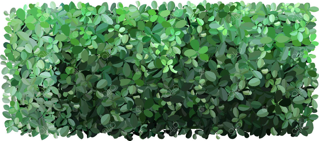 شاخ و برگ سبز و انبوه حصاری طبیعی می‌سازد و حریم خصوصی و پس‌زمینه‌ای سرسبز فراهم می‌کند. تنوع شکل‌ها و سایه‌های سبز برگ‌ها، جلوه‌ای پرجنب‌وجو و بافتی زیبا برای باغ‌ها ایجاد می‌کند.