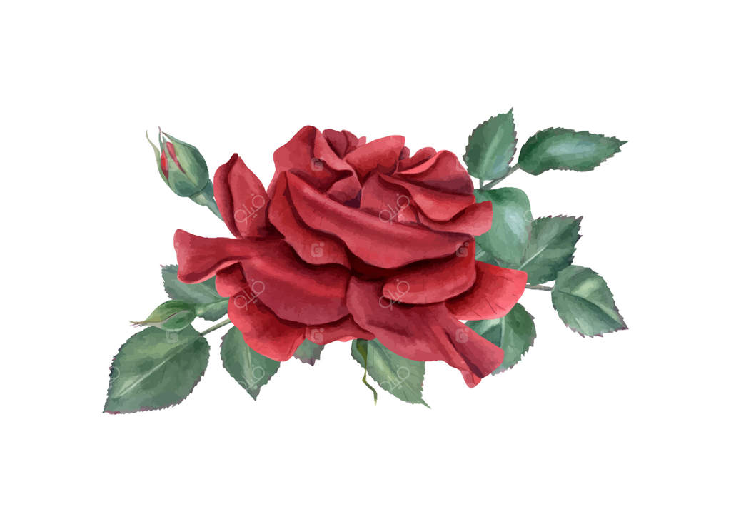 تصویر آبرنگی رز قرمز باغچه با برگ‌ها. ترکیب یک گل و سبزیجات در سبک واقعی. دسته گل برای طراحی دعوت‌نامه، کارت‌های روز ولنتاین و روز مادر.