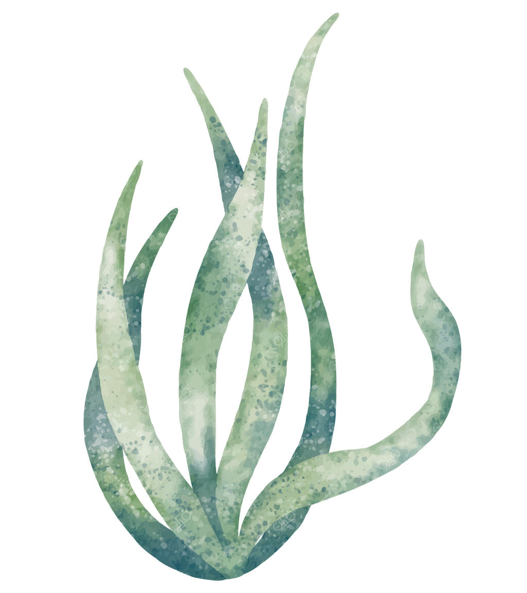 تصویر سبز رنگ جلبک دریایی با آبرنگ در رنگ‌های ملایم برای طراحی‌های کودکانه یا اتاق کودک. نقاشی از جلبک دریایی برای دعوت‌نامه‌های سیسمونی و کارت‌های تبریک کودکانه در زمینه‌ای مجزا.