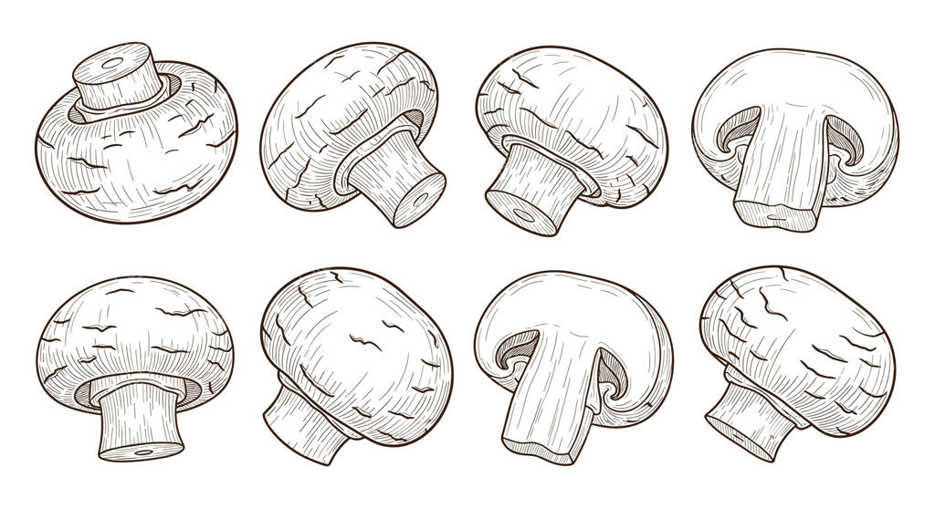 تصویرسازی دقیق قارچ برای شناسایی قارچ‌های خوراکی و پروژه‌های قارچ‌شناسی