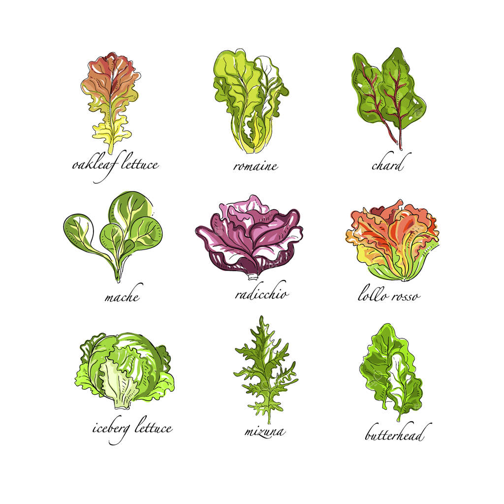 مجموعه گیاهان تازه: برگ بلوط، رومانی، سوئیس چارد، ماش، رادیکیو، لولو روسو، کاهو آیسبرگ، میزونا، و بوته‌های باترهد - تصاویر دستی کشیده شده