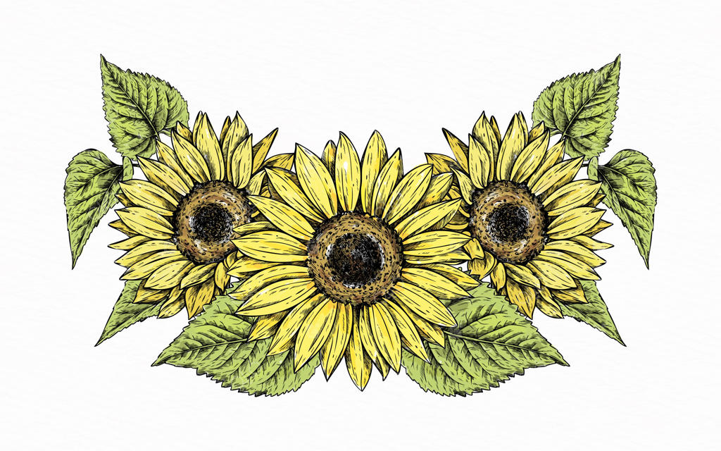 حاشیه گل آفتابگردان دست‌کشیده