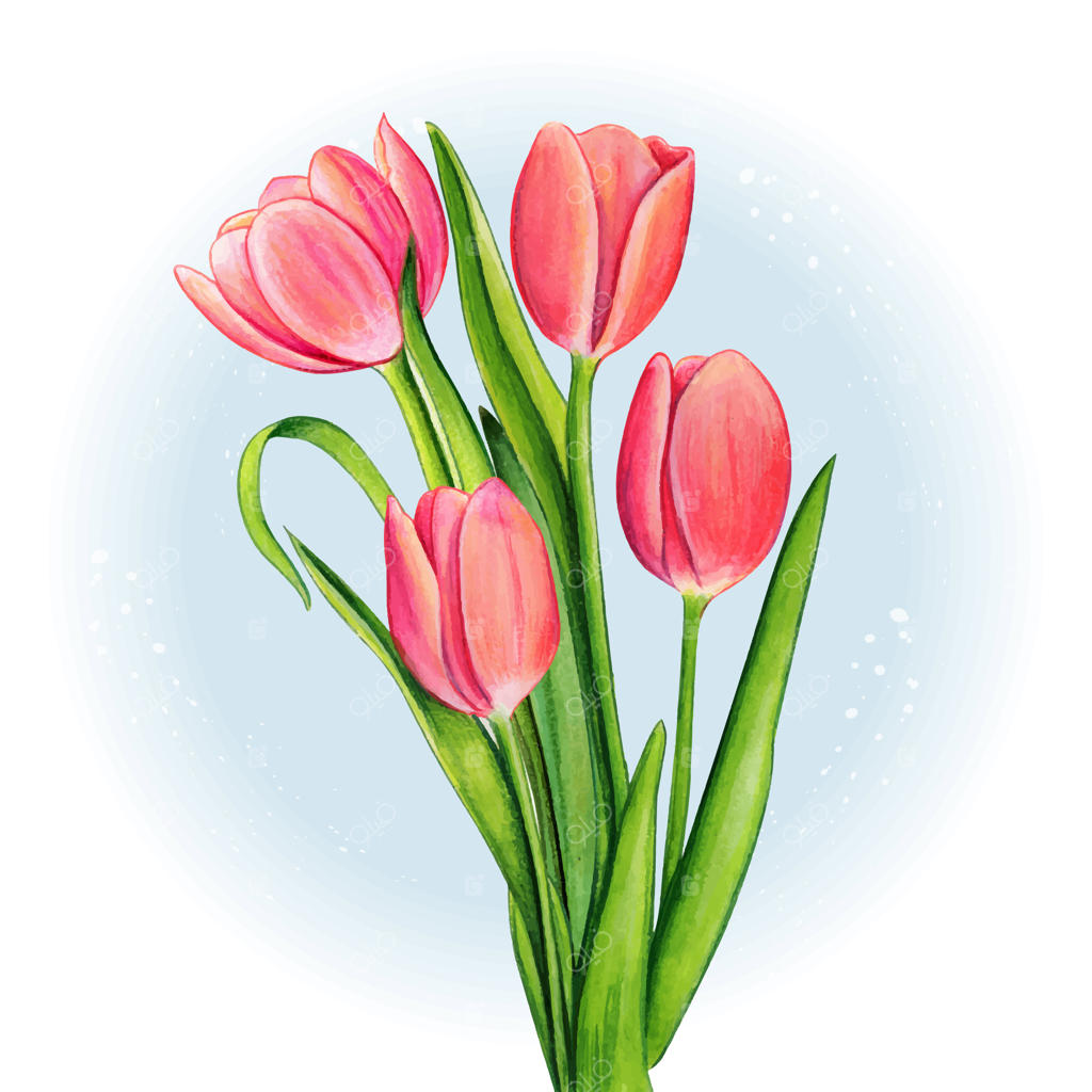 دسته گل لاله صورتی آبرنگی