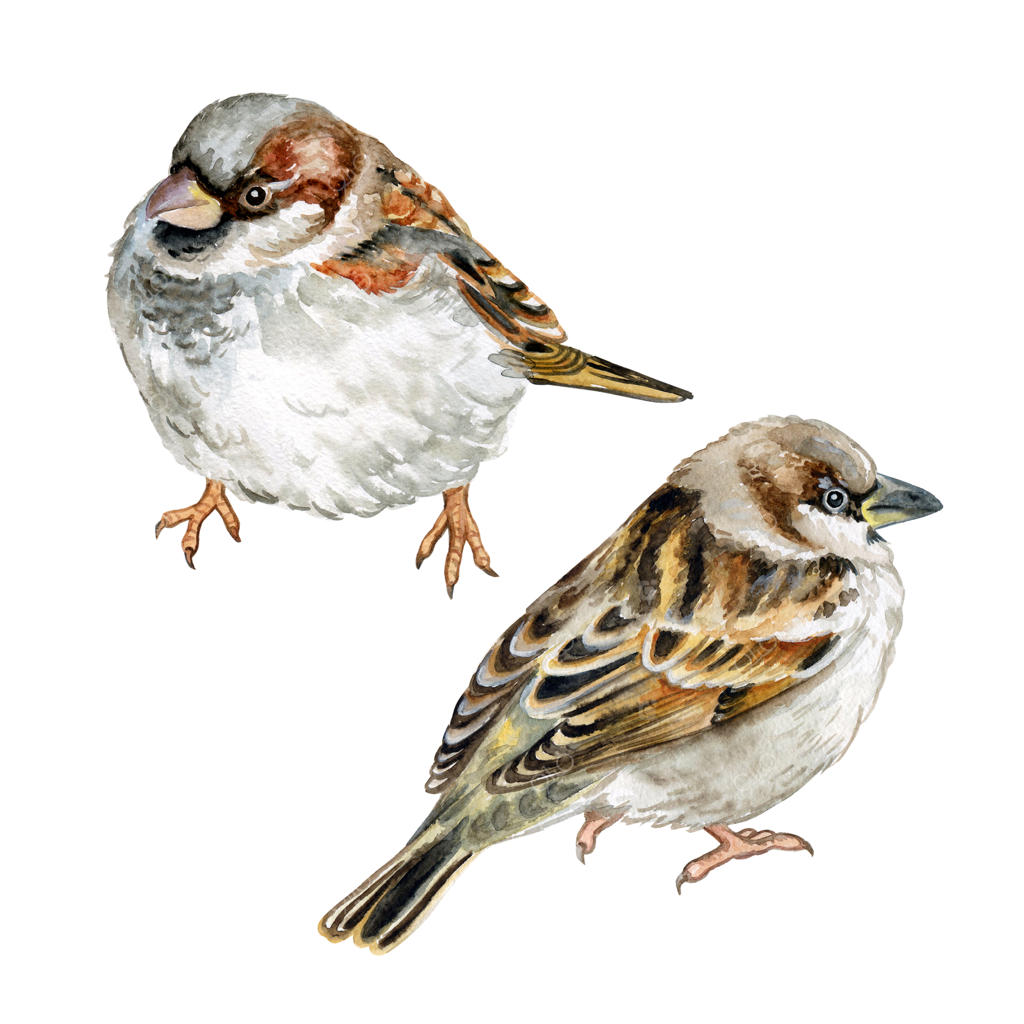 گنجشک آبرنگی، جدا شده