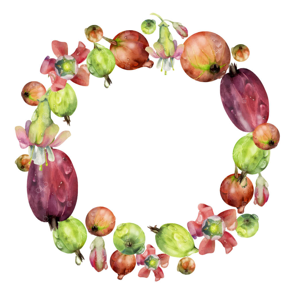 انگور فرنگی و کشمش و شکوفه‌ها در شبنم آب، حلقه‌ گل نقاشی شده با آبرنگ. میوه‌‌های باغی رسیده. قاب دایره‌ای جدا شده. مرباهای خانگی، فروشگاه مواد غذایی، کتاب‌ منو و دستور پخت.