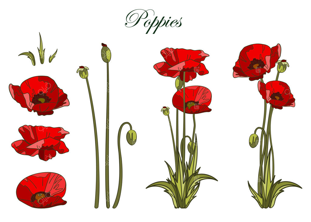 گل‌های خشخاش