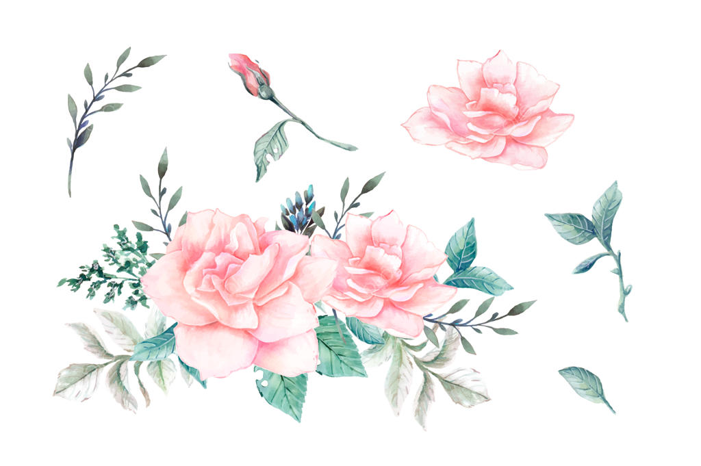 مجموعه طراحی وکتور گل رز صورتی به سبک قدیمی با آبرنگ.