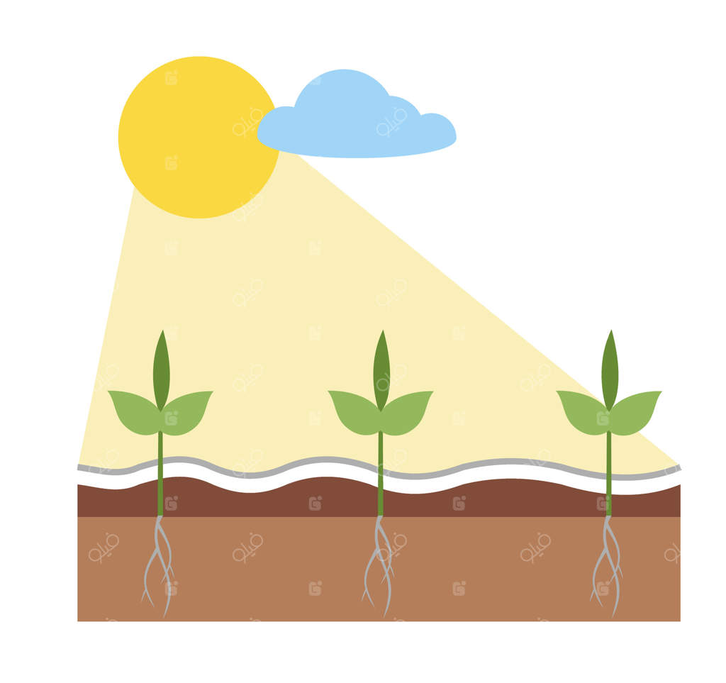 جوانه‌ها زیر نور خورشید: رشد گیاه زیر آفتاب. نماد کشاورزی و باغداری، رشد درخت و گیاه. سمبل مزرعه و باغبانی