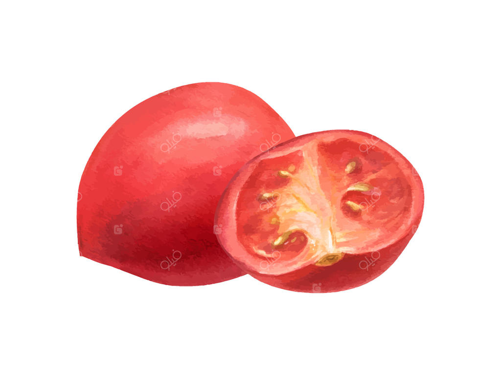 تصویر آبرنگی از گوجه‌فرنگی‌های تازه و قرمز با سبزیجات معطر سبز و بنفش. گوجه‌فرنگی کامل و نصفه همراه با ریحان، پونه، سالاد برگ‌چغندر، برگ کاهو و جعفری. مناسب برای تزیین دستور پخت‌ها.