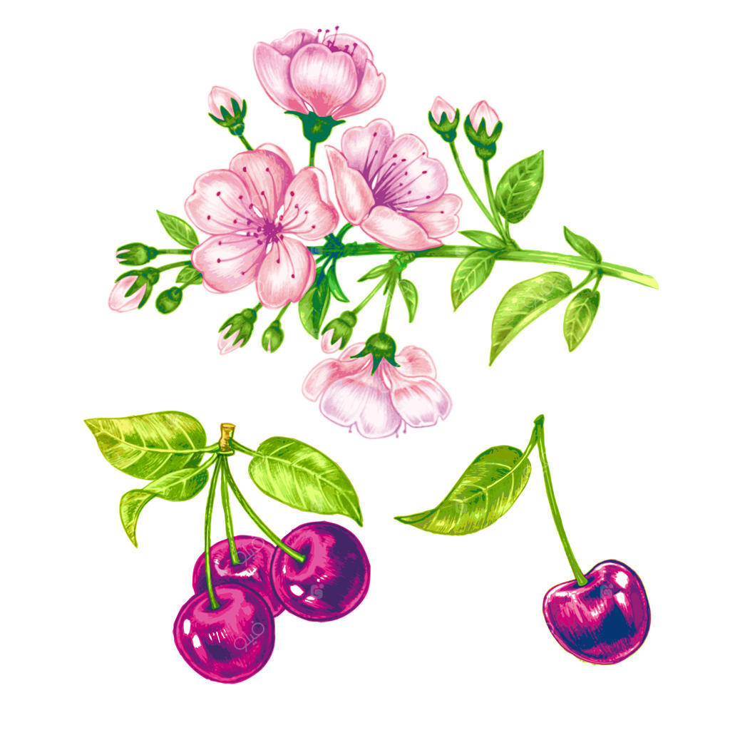 پترن یکپارچه وکتوری با شکوفه‌های گیلاس.