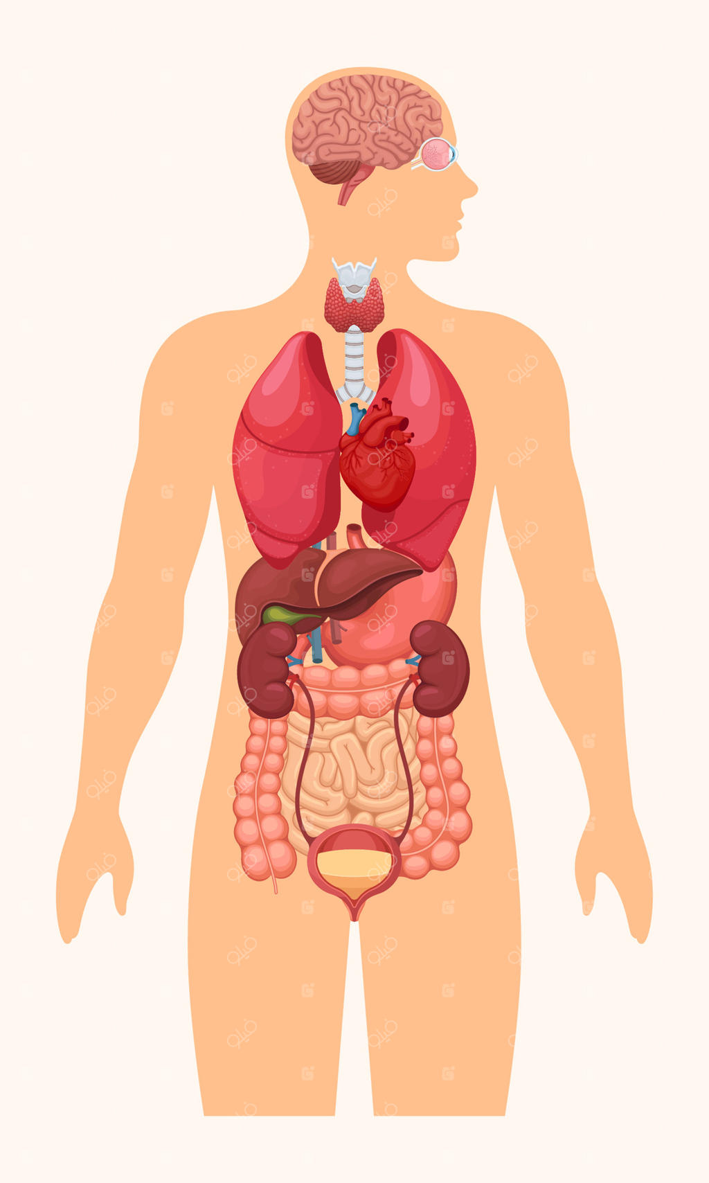 پوستر سیستم آناتومی: ارگان‌های داخلی بدن انسان با مغز، قلب، ریه‌ها، کبد، کلیه‌ها و چشم. تشریح و تصویرسازی