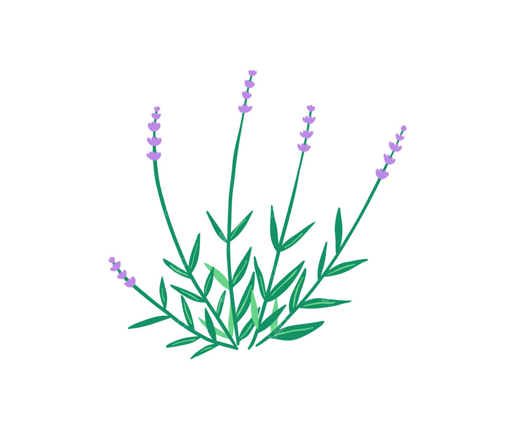 گل تابستانی دست‌کشیده. باغ، باغ گل، گیاهان. تصویرسازی به سبک ساده.