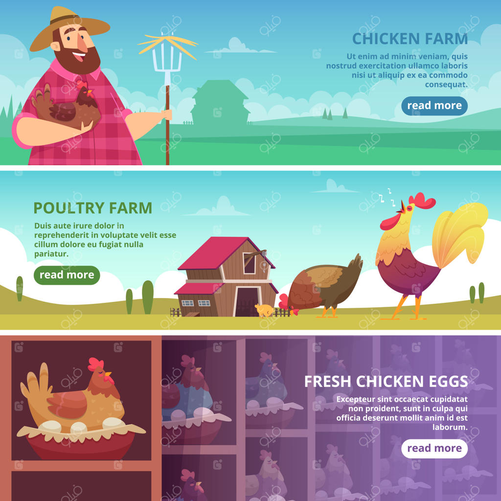 بنرهای مرغداری: پرورش‌دهنده مرغ‌های ارگانیک، تخم‌مرغ‌های تازه، خروس‌ها و مرغ‌ها