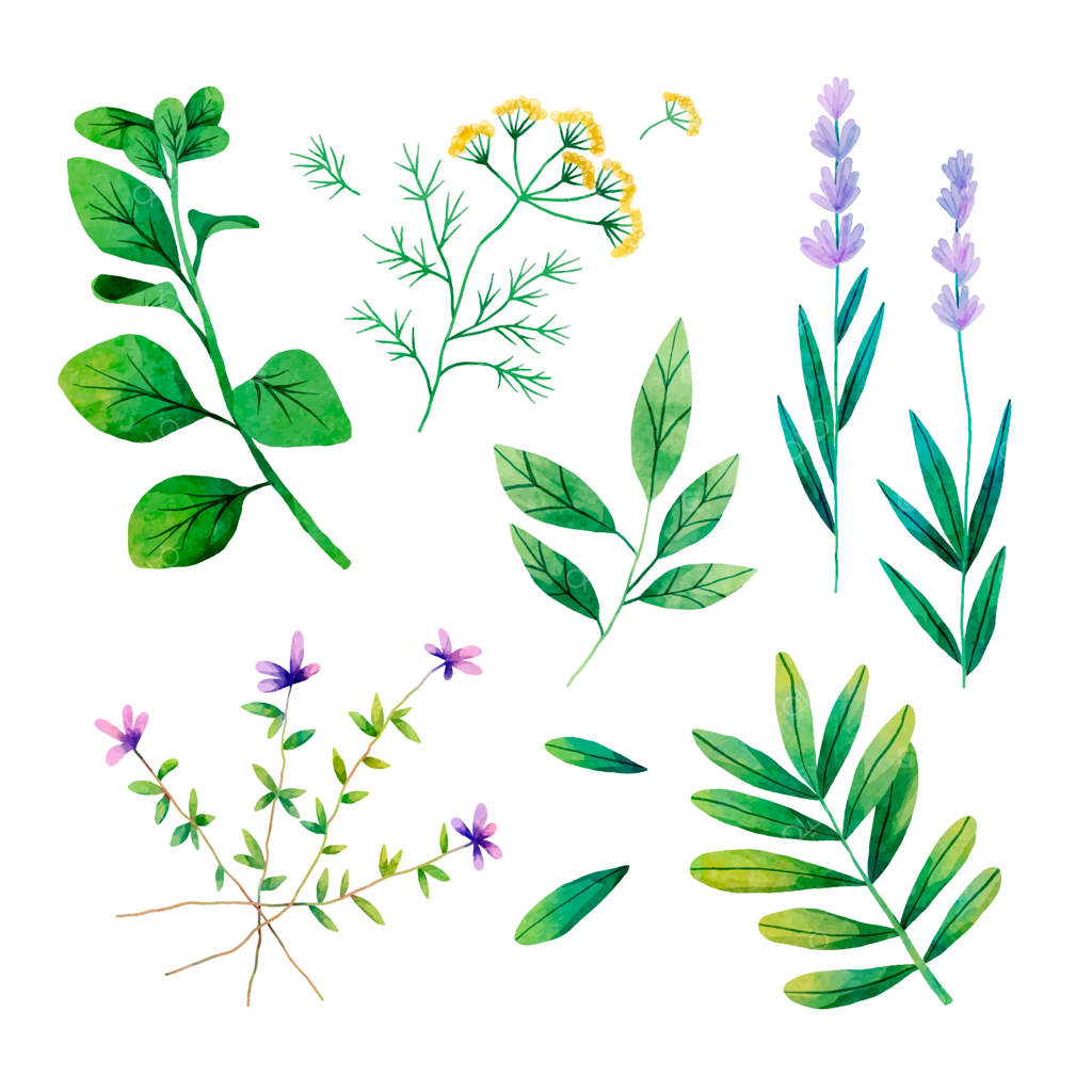 مجموعه تصویرسازی آبرنگی گیاهان دارویی