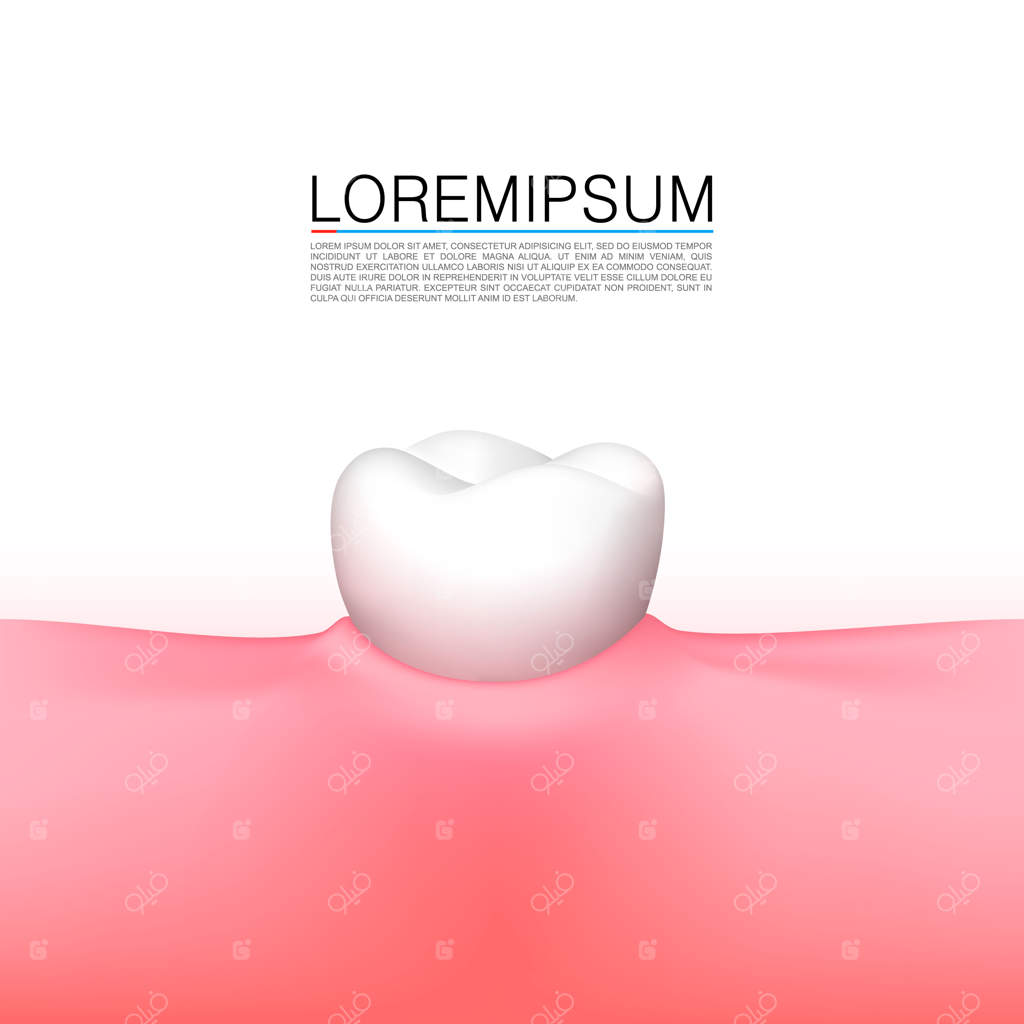 دندان در فک، روی پس‌زمینه سفید. تصویر برداری وکتور