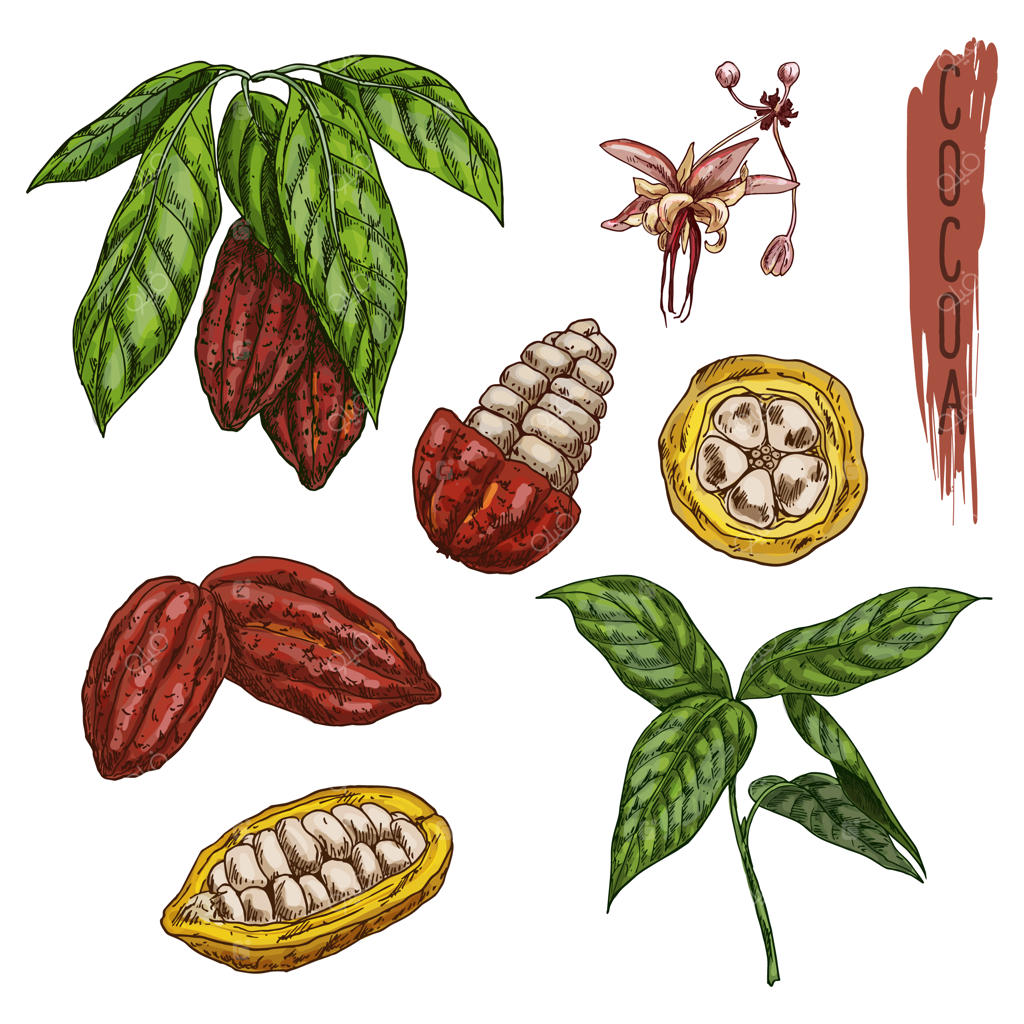 طرح عناصر کاکائو.