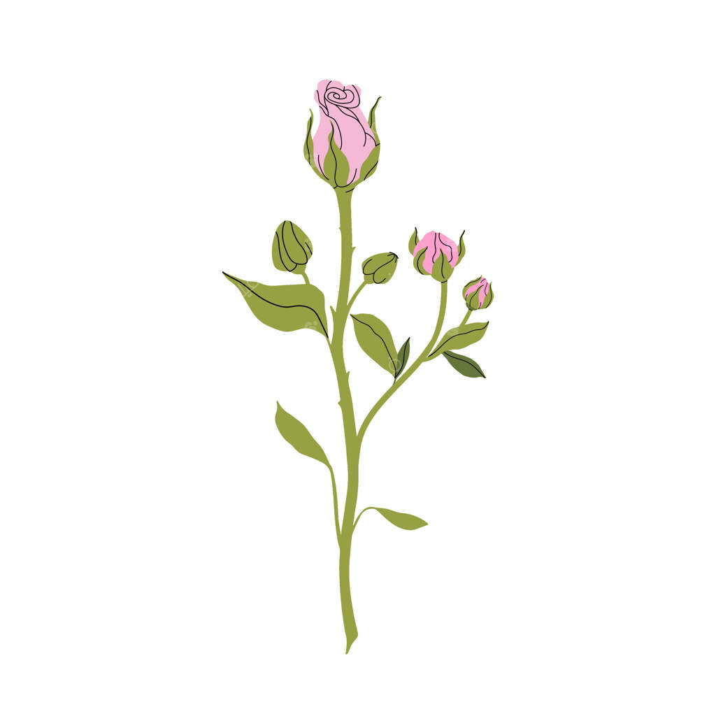 رز صورتی لطیف: طراحی مینیمالیستی زندگی بی‌جان با شگوفه، غنچه‌ها و برگ‌های یک رز صورتی. گل مینیمال شیک برای طراحی باغ و مغازه گل. تصویرسازی صاف و زیبا.
