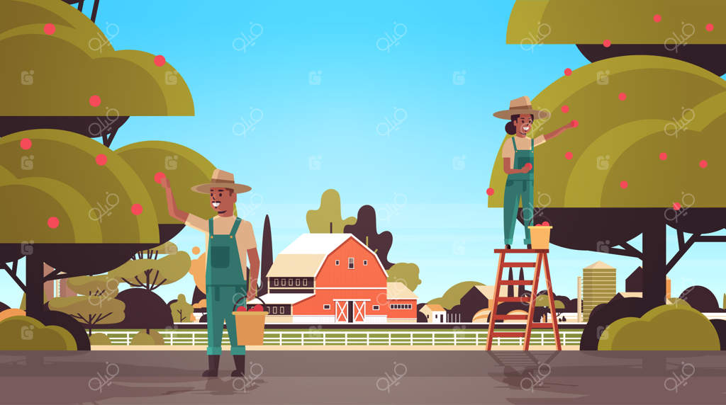 زوج کشاورز در حال چیدن سیب‌های رسیده از درخت - برداشت میوه توسط مرد و زن آفریقایی‌آمریکایی در باغ - فصل برداشت در دهکده - پس‌زمینه با سبک مسطح