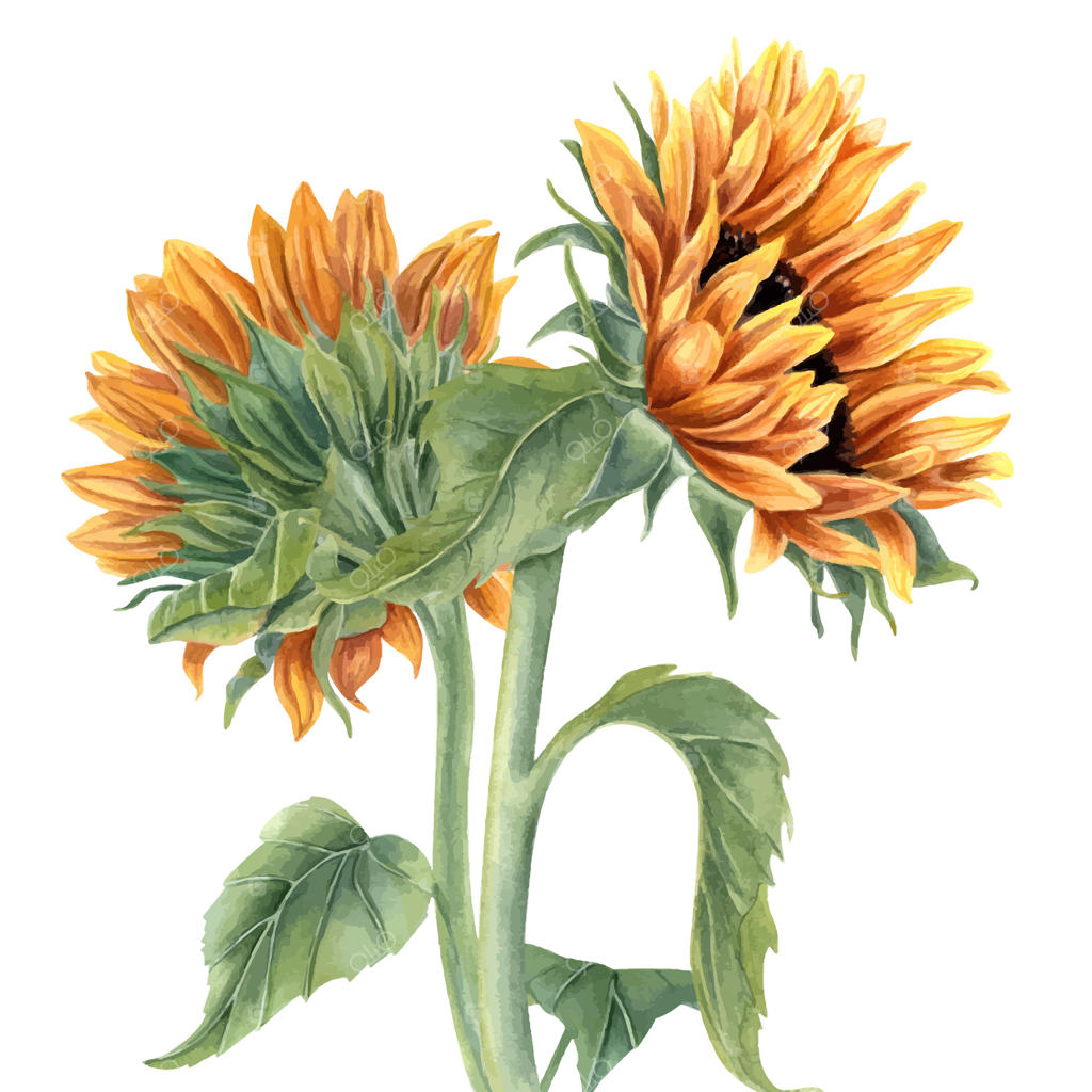دسته گل با دو آفتابگردان: گل‌های زرد نارنجی تابستانی روی ساقه‌ها با برگ‌ها. سر گل. گل‌های وحشی باغچه و چمنزار. نقاشی با آبرنگ. ترکیبی برای تبریک و بسته‌بندی لوازم آرایشی.