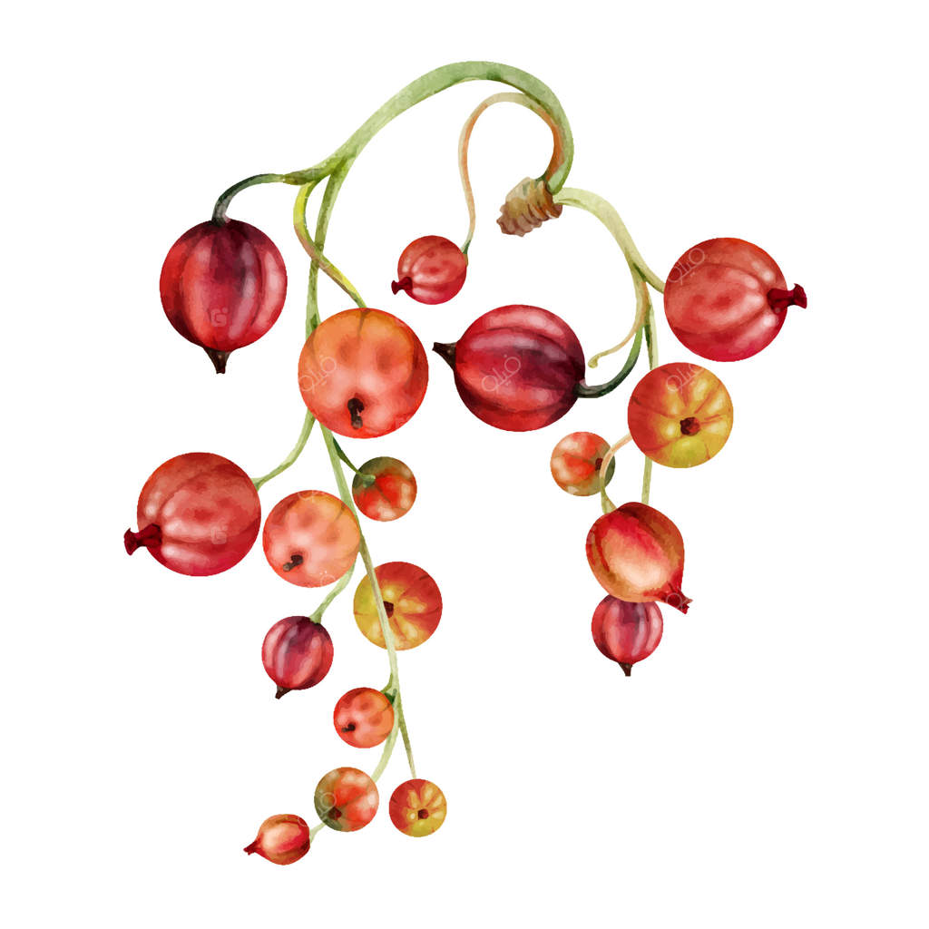 خوشه‌های انگور فرنگی و گوجی‌berry، خوشه‌های آویخته و براق، توت‌های باغی رسیده. تصویرسازی گیاهی مجزا، نقاشی آبرنگ دست‌ساز. بسته‌بندی مواد غذایی، برندسازی اکوآشپزی