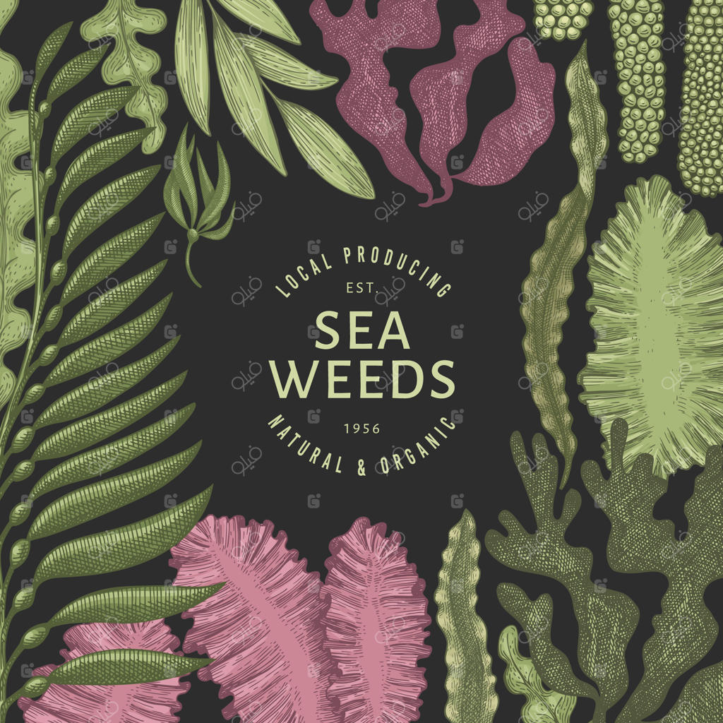 قالب طراحی رنگ جلبک‌های دریایی. طرح‌های دست‌کشیده جلبک‌ها بر روی زمینه تیره. نمایش گیاهان دریایی به سبک قدیمی. پس‌زمینه گیاهان دریایی به سبک کلاسیک