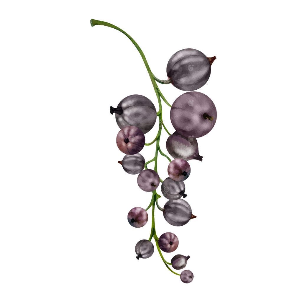 خوشه انگور فرنگی و کشمش، توت باغ رسیده. تصویرسازی گیاهی، نقاشی آبرنگ دستی. فروشگاه مواد غذایی دستی، دکوپاژ، پوسترهای هنری