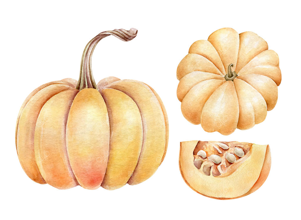 کدوهای زرد با آبرنگ