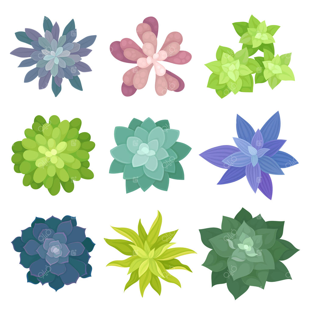 مجموعه‌ای از گیاهان آپارتمانی از نمای بالا - مفهوم گل و گیاه