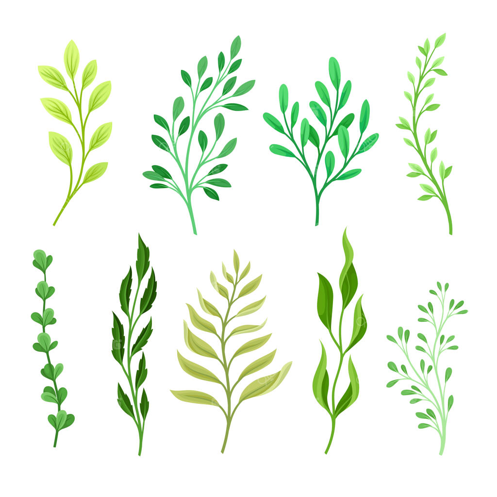 مجموعه‌ای از شاخه‌ها با برگ‌های متفاوت