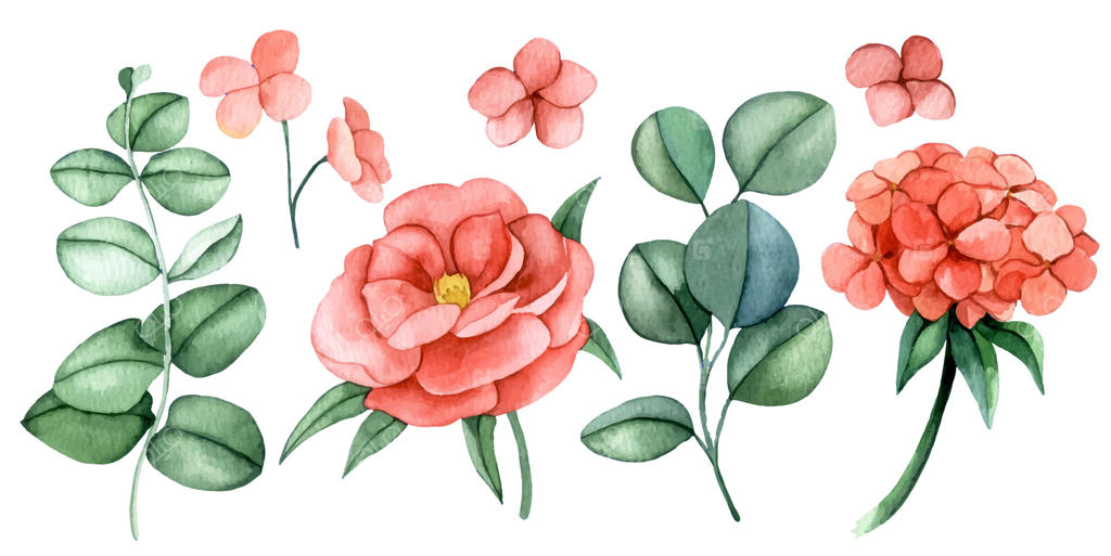 مجموعه‌ای از گل‌ها و برگ‌های اکالیپتوس صورتی. نقاشی آبرنگی گل‌های صدتومانی و ادریسی