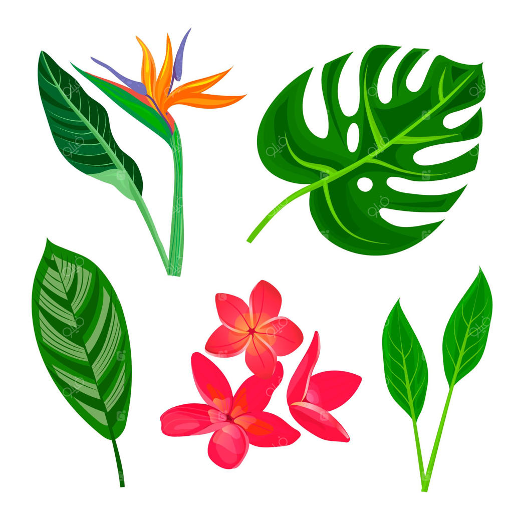 مجموعه گل‌ها و برگ‌های استوایی