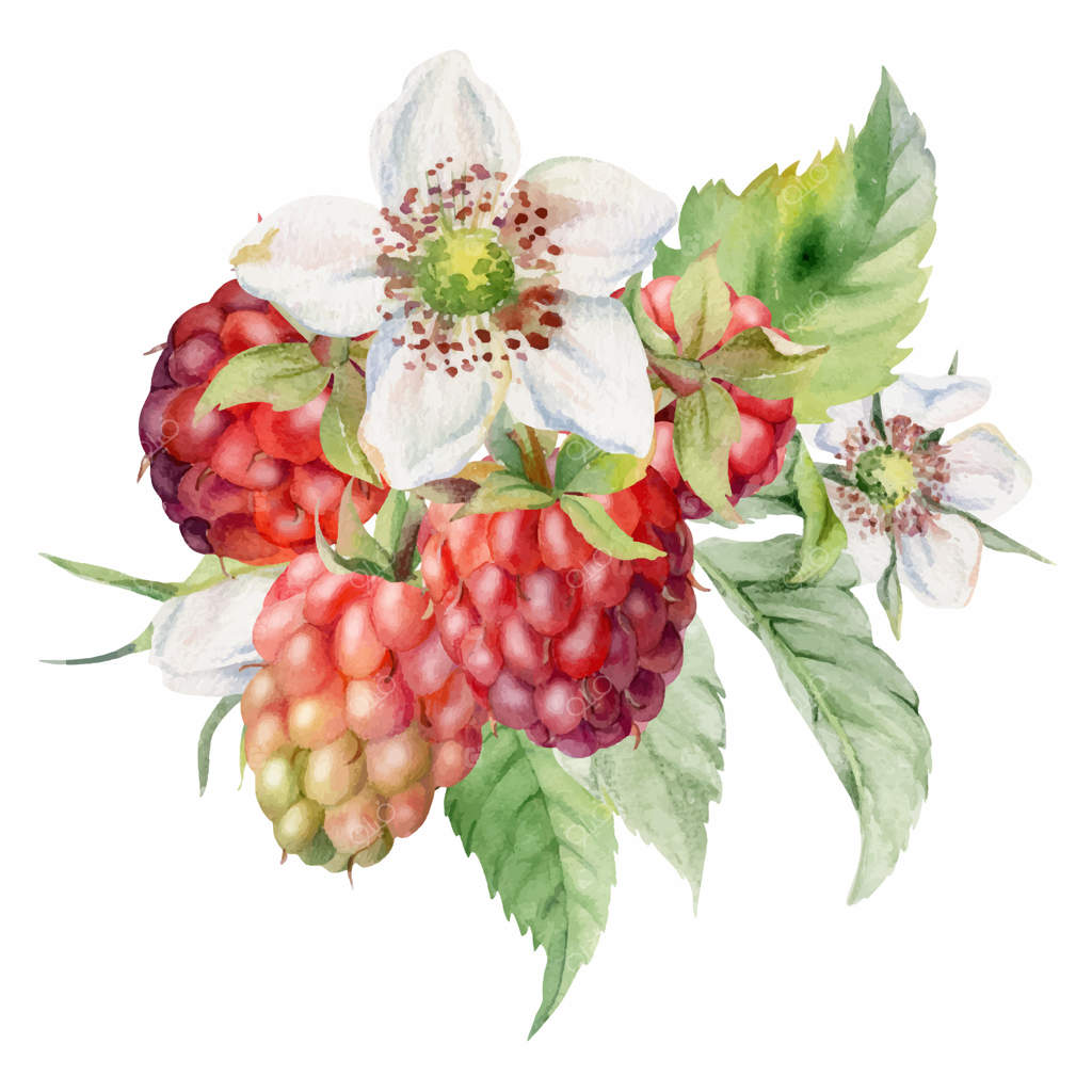 غنچه‌های گل تمشک، برگ‌ها و خوشه‌های نامتقارن توت‌های رسیده باغ جنگلی، طراحی شده با آبرنگ. تصویرسازی بوتانیک برای منوی دسر، عروسی و بازار کشاورزان.