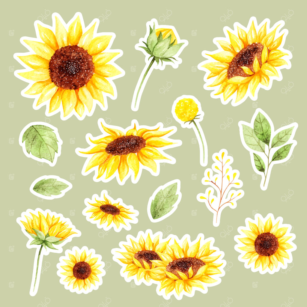 استیکر گل آفتابگردان نقاشی شده با آبرنگ