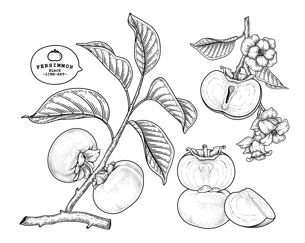مجموعه عناصر طراحی شده گیاه‌شناسی خرمالوی فو یو