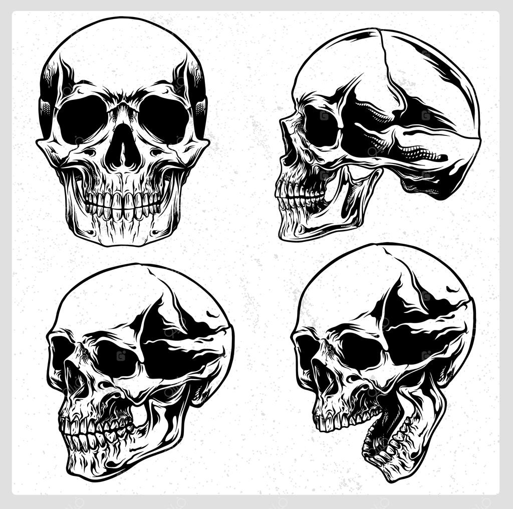 مجموعه وکتور جمجمه