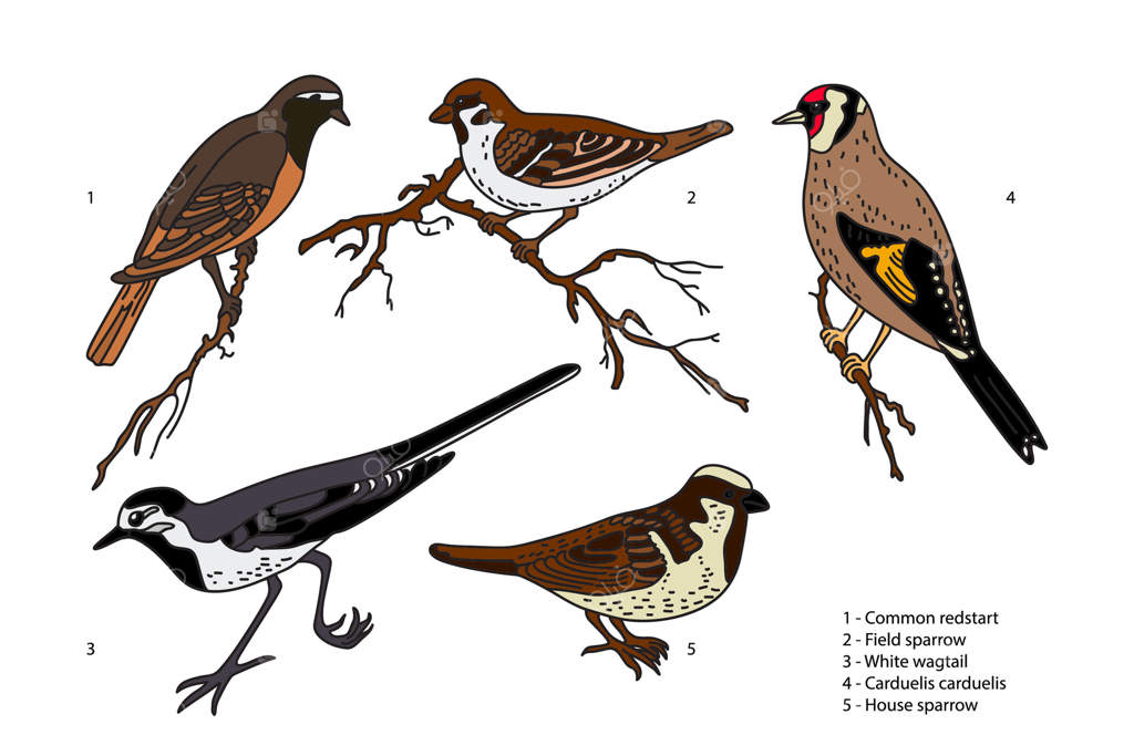 مجموعه گیاه‌شناسی با پرندگان باغ روی زمینه سفید. مجموعه‌ای رنگارنگ از تصاویر پرندگان طراحی شده با دست. طراحی گرافیکی برای کتاب راهنمای آموزش علمی مدارس و چاپ کارت