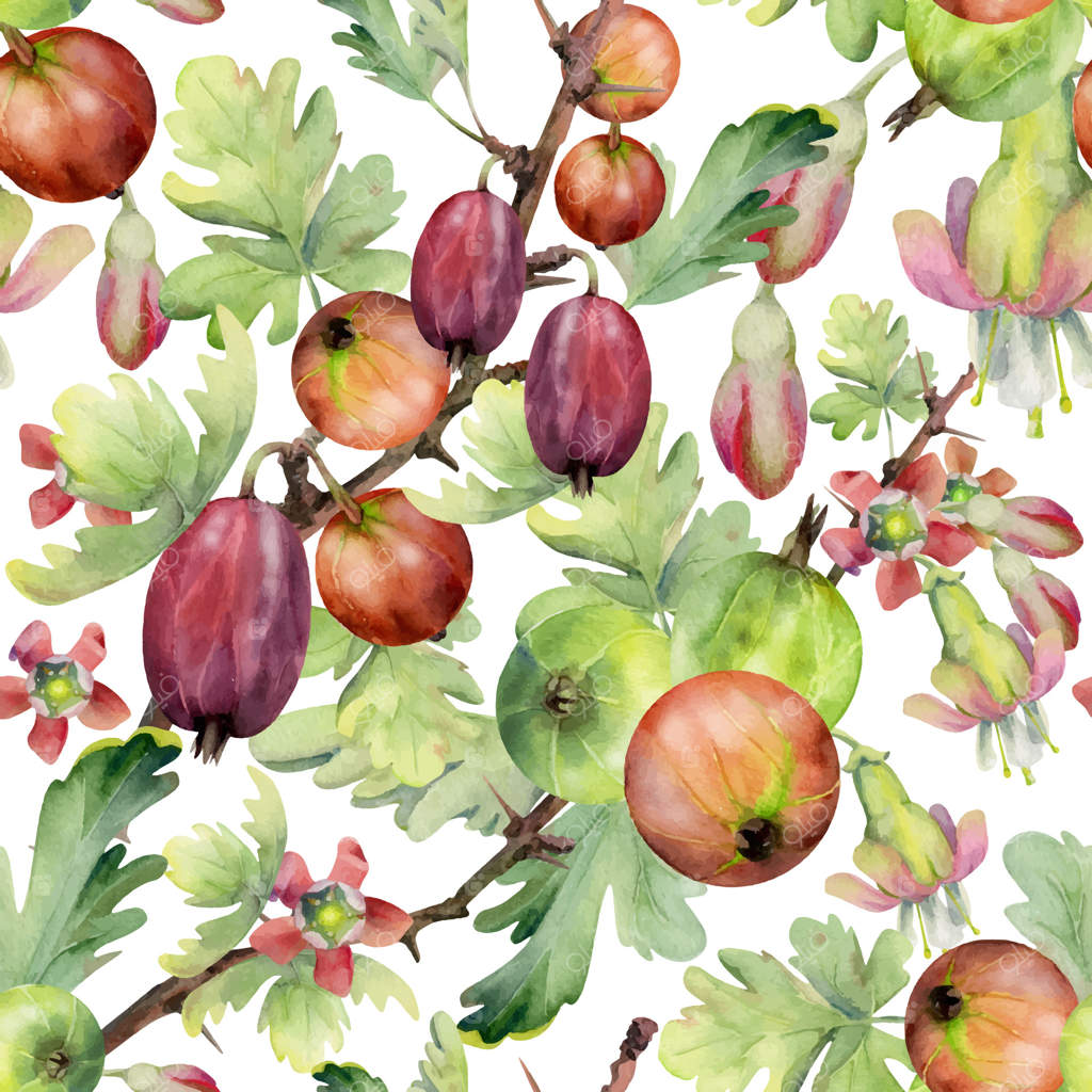 انگورفرنگی، جوانه‌های گل، برگ‌ها و خوشه‌ها روی شاخه‌های خاردار، انگور سیاه رسیده در باغ. طراحی شده با آبرنگ. پترن یکپارچه و جداگانه. پارچه مخصوص آشپزخانه، بسته‌بندی و کاغذ کادو.