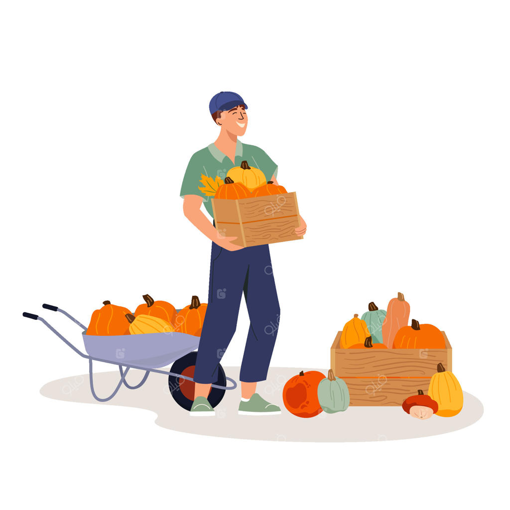 فروشنده خوشحال در بازار محلی کشاورزان کدو حلوایی تازه و ارگانیک می‌فروشد. کارگر مزرعه با چرخ‌دستی و کدو حلوایی برداشت‌شده. جعبه چوبی با انواع کدو حلوایی. فروش کدو حلوایی رسیده. تصویرسازی تخت