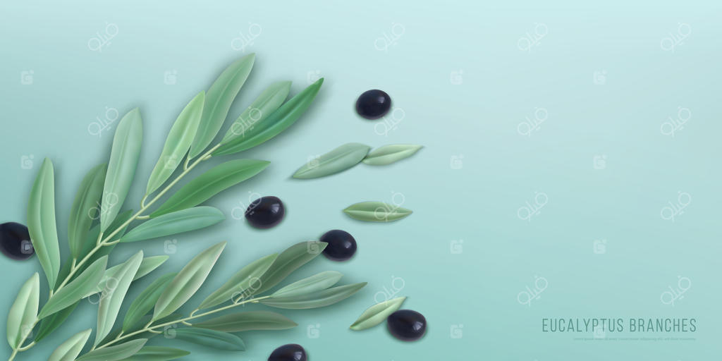 اوکالیپتوس واقعی با شاخه‌های برگ سبز و زیتون‌ها
